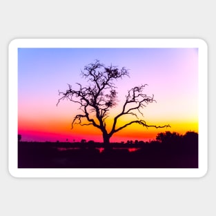 African Tree At Sunset Sticker